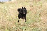 SCHIPPERKE 205